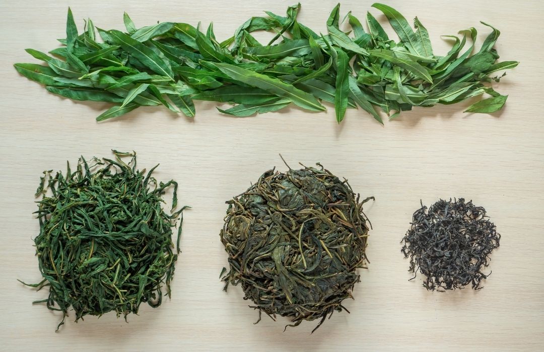 Hoja de té en diferentes fases de producción