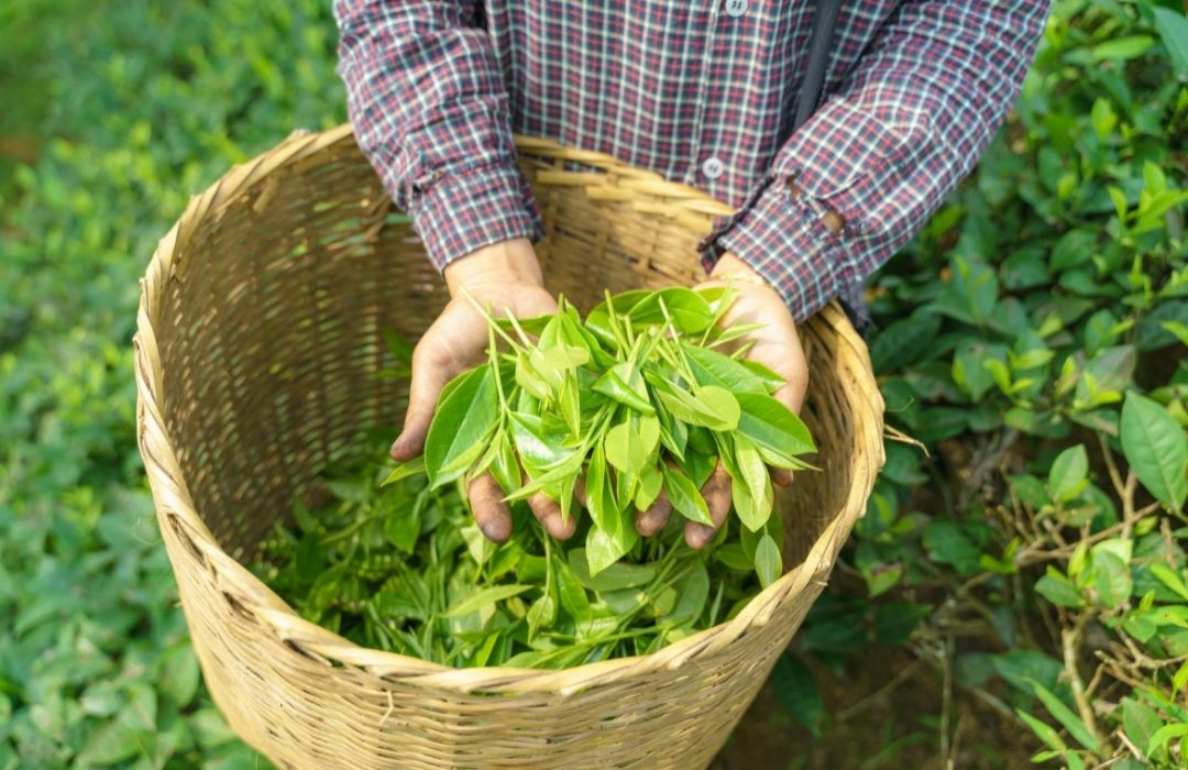 Té ecológico