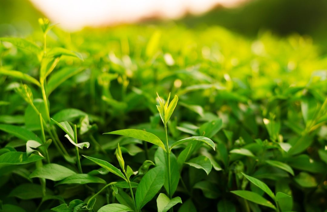 Camellia sinensis