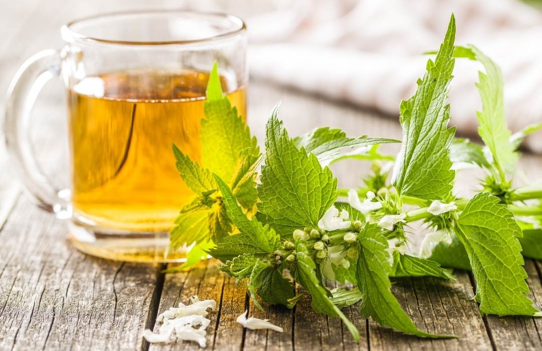 Infusión de ortiga para la infección de orina