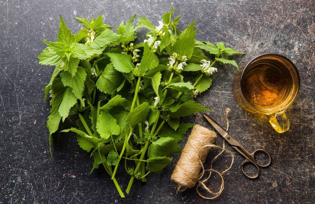 Infusiones Antiinflamatorias: 5 Hierbas para Mejorar tu Salud
