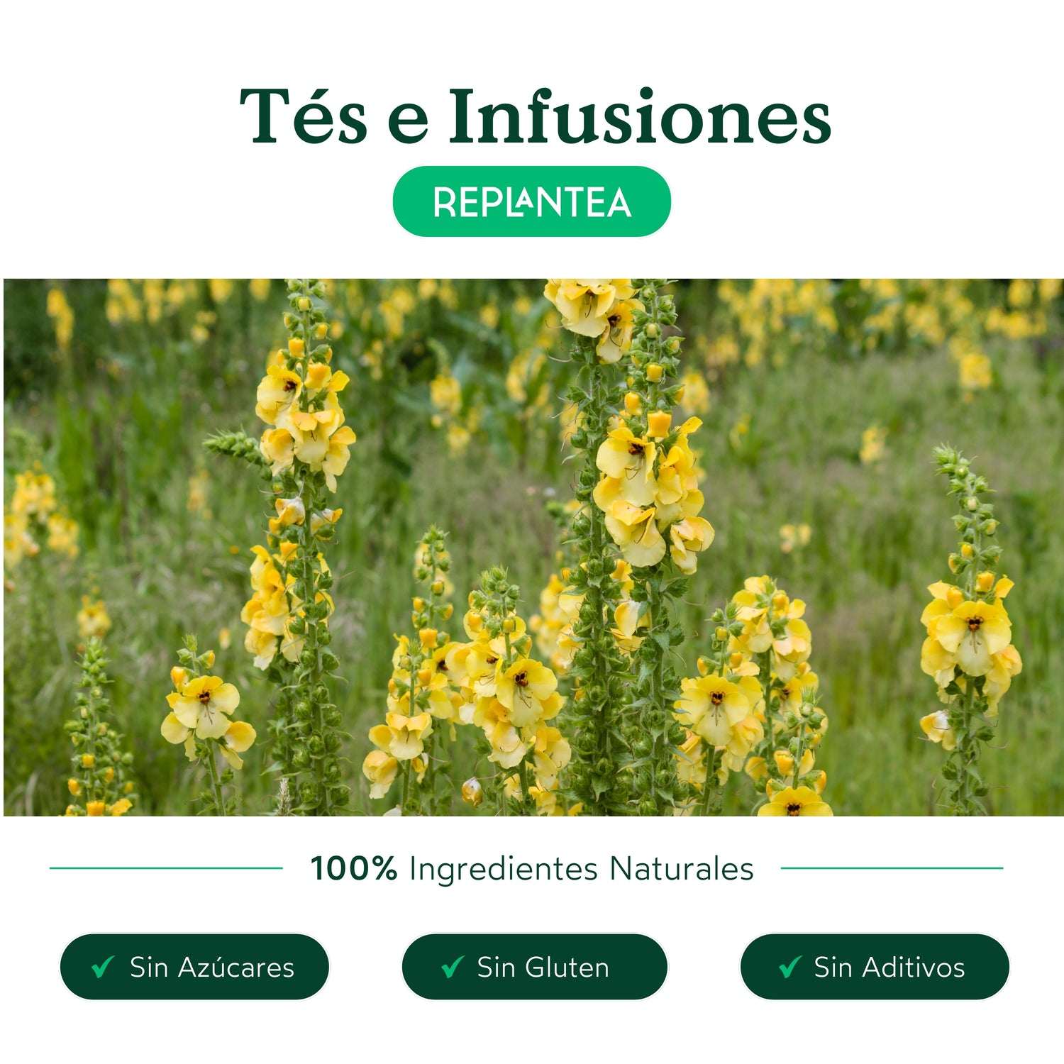 Organic Burdock Root Infusion 200g