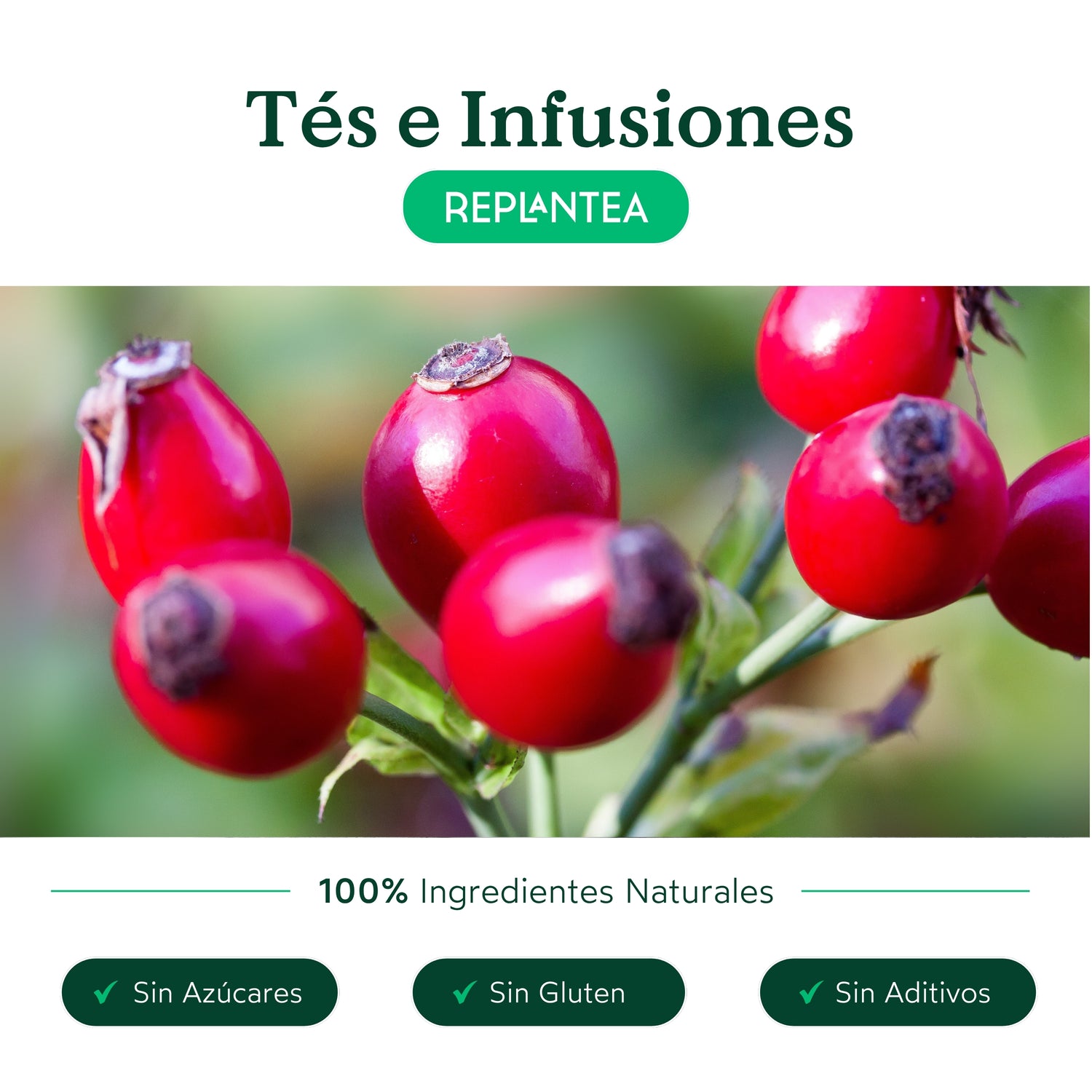 Organic Burdock Root Infusion 200g