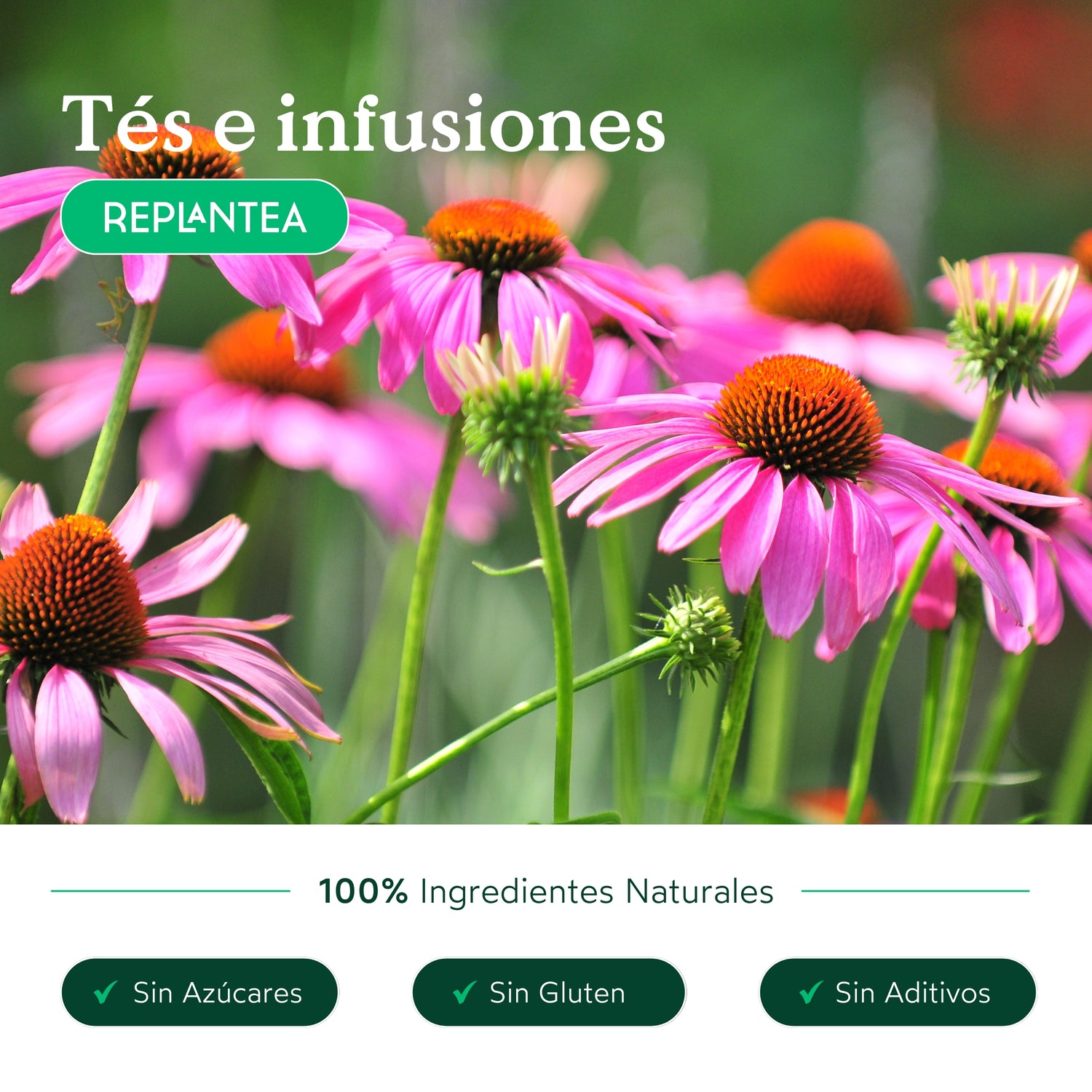 Infusión de Equinácea Ecológica 100g