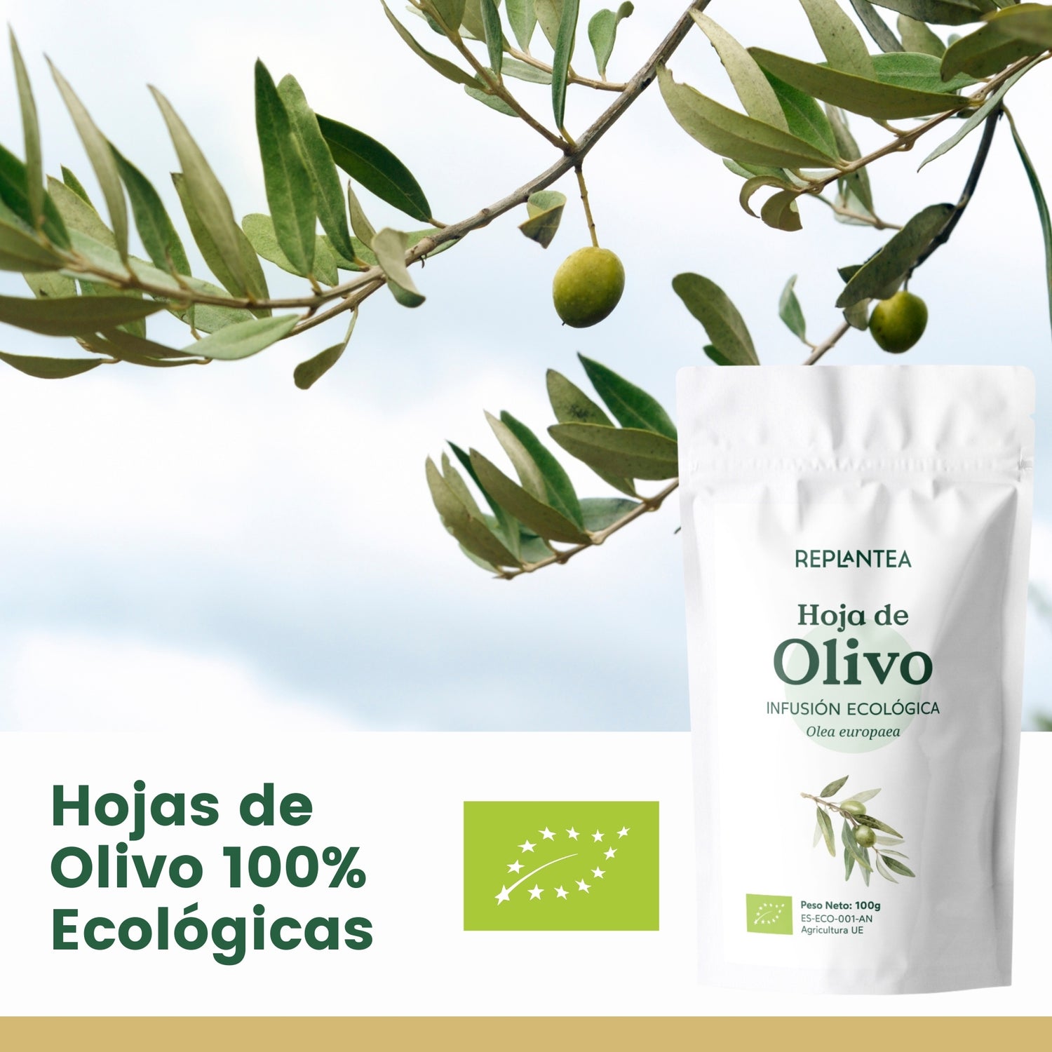 Infusión de Hoja de Olivo 100g