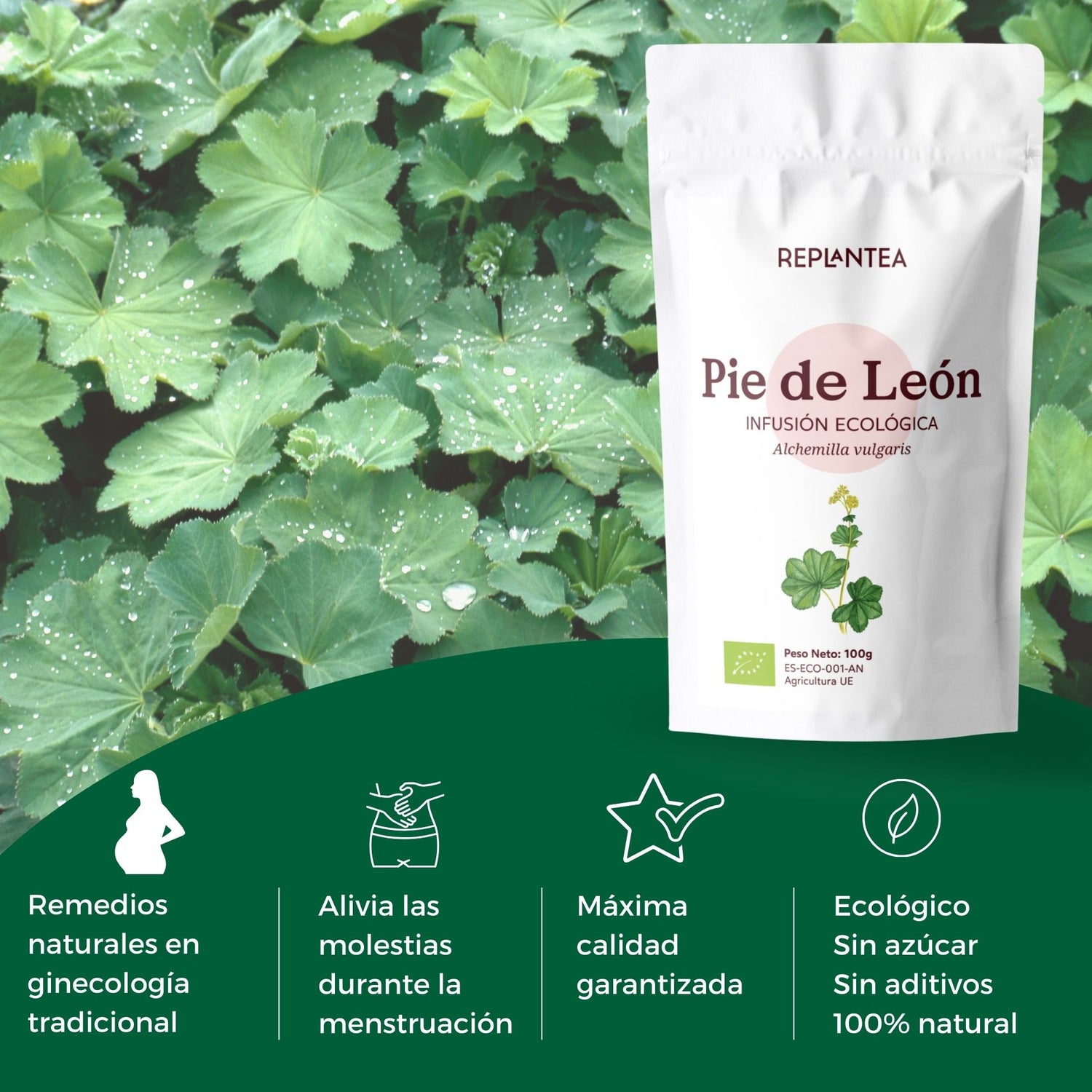 Infusión de Pie de León - Manto de Dama Ecológica 100 gr