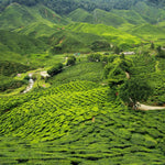 Plantación de té en Assam India