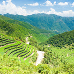 Plantación de té en Fujian China