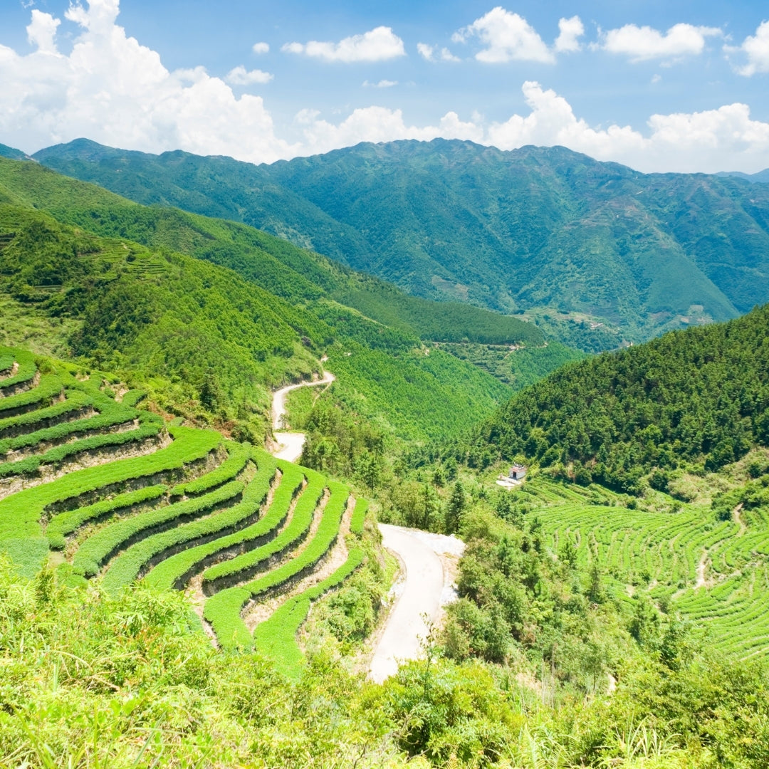 Plantación de té en Fujian China