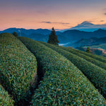 Plantación de té en Shizuoka Japón