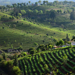 Plantación de té en Yunnan China