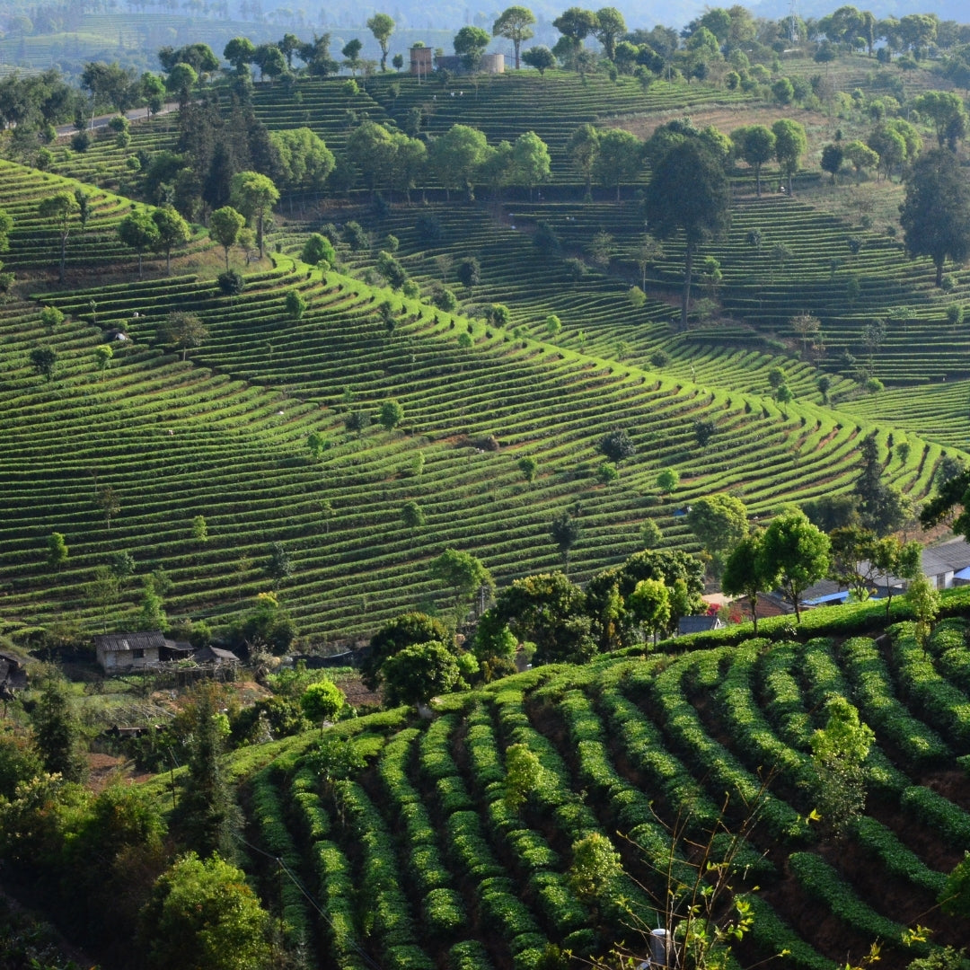 Plantación de té en Yunnan China